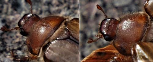 Amphimallon atrum